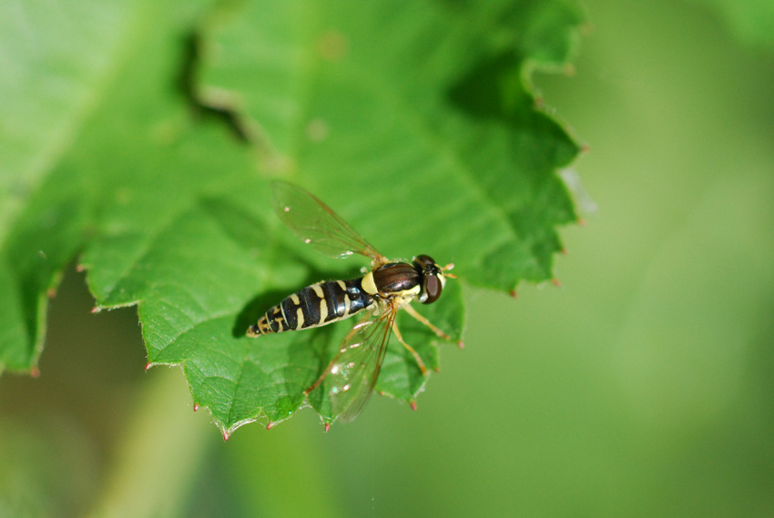 Sphaerophoria sp.? (Syrphidae)
